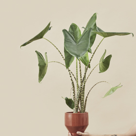 Rostliny vnímají, když o ně s láskou pečujete. 