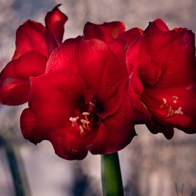 Hvězdník se pyšní množstvím barevných kultivarů od něžně bílé přes růžovou, lososovou, panašovanou až po temně rudou, jež je pro vánoční dekorace jako stvořená. 