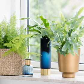 Pokojové rostliny rostou rychleji, když jsou vystaveny klasické hudbě.