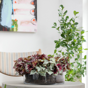 Rostlinám se opravdu daří lépe, jestliže jsou obklopené harmonií a hudbou. 