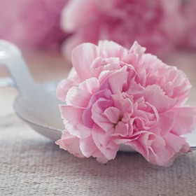 Než začnete konzumovat karafiát, odstraňte bílou část okvětních lístků, která mívá nahořklou chuť. Zbylé části lístků jsou sladké a aromatické. 