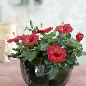 
Velké a nápadné květy však vydrží se svojí nádherou jen krátce.