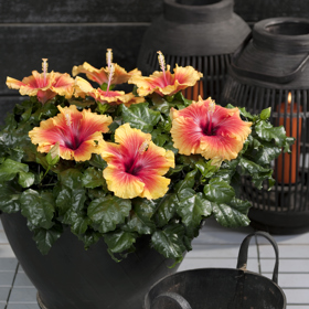 
Svými velkými, jednoduchými nebo plnými barevnými květy, zářícími snad všemi barvami duhy, na sebe ibišek pokaždé upoutá pozornost.