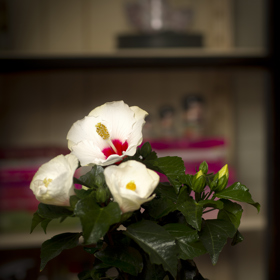 Stejně tak, jako všechny ibišky vyžadují dostatek slunce, jsou náročné i na pravidelnou zálivku a hnojení. 