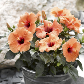 
Přes léto svému ibišku uděláte nejlepší službu, když jej vystrčíte ven, na slunnou terasu či balkon. 