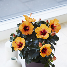 
Protože ibišek je původem tropická rostlina, nejšťastnější bude na plně osluněném okenním parapetu orientovaném na jižní nebo západní stranu. 