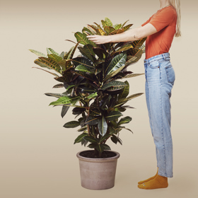 Rostliny pravidelně vystavené klasické hudbě rostou o 20 procent rychleji.