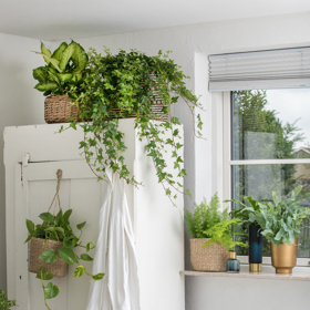 Vibrace zvukových vln zřejmě zrychlují pohyb protoplazmy v rostlinných buňkách a tím zlepšují růst a produkci živin.