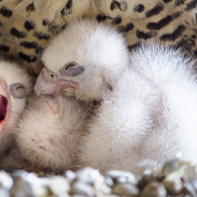 V Heidelbergu se můžeme kochat nejen architekturou, ale i přírodou. Ne nadarmo zde napsal císař Fridrich knihu o sokolnictví.
