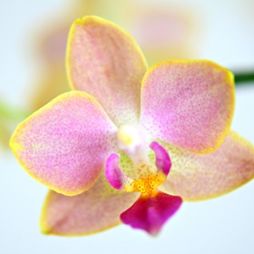 Před servírováním orchideje odstraňte bílou část okvětních lístků, mají nepříjemnou nahořklou chuť. Květy nejlépe vyniknou na velkých slavnostních dortech. 