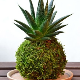 Výběr rostliny záleží jen na tvůrci kokedamy. Je ale potřeba přizpůsobit substrát.