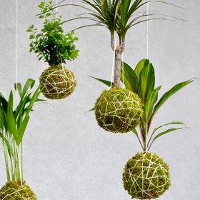 Kokedamy zavěšené ke stropu vytvoří v domácnosti nádhernou atmosféru.