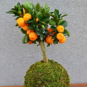 Kdo se v pěstování kokedamy již vyzná, může si dovolit pěstovat tímto způsobem i citrusy.