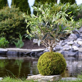 Kokedama je nádherný způsob pěstování rostlin. Vyvinul se z mnohem staršího způsobu pěstování bonsají.