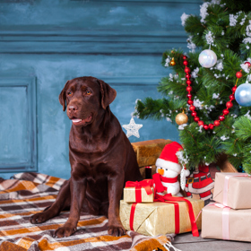 Pejskové si mohou stromek označkovat. 