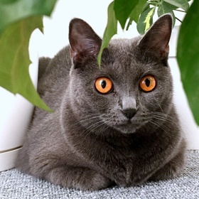 Kartouzské kočky mají nádherné oči, jejich barva může být až medová. Jejich velkou výhodou je, že prakticky nelínají, a tak ze svého chovatele neudělají otroka při úklidu bytu.