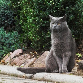 Pro kartouzské kočky není problém žít v bytě, ale ani pobyt venku jim rozhodně nevadí.