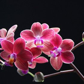 Nádherné barvy si orchideje přinesly z divočiny.