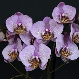 Přáli byste si mít doma záplavu květů nádherných orchidejí? Není to tak složité, některé druhy vyžadují jen minimální péči. Když se budeme řídit základními pravidly, rostliny se nám odvděčí.