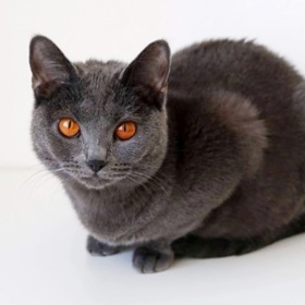 Kartouzské kočky jsou velmi tiché, vždyť také byly chovány v klášteře.