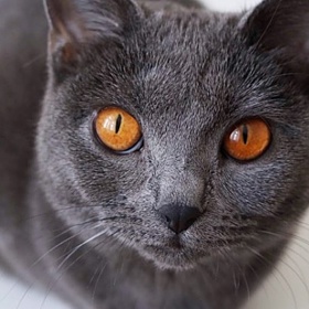 No není to nádhera? Kartouzská kočka je zkrátka krasavice...