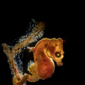 Norský fotograf Galice Hoarau pořídil záběr mořského koníka těsně před vypuknutím pandemie covid-19 a stvoření na fotografii je menší než 1 centimetr.