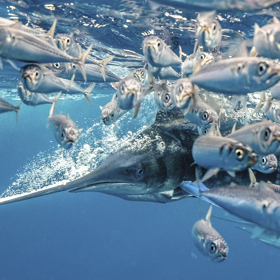 Američan Karim Iliya zachytil v Mexiku řádění marlina pruhovaného v hejnu malých ryb. Marlin je prý tak rychlý, že to Karim ani nestačil sledovat a musel se spolehnout na rychlé cvakání spouště.
