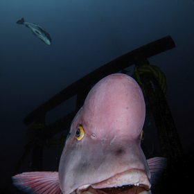 Japonec Ryohei Ito a jeho trošku komický, ale stejně působivý portrét pyskouna, ryby obývající asijské vody. Bouli na hlavě získávají až když dospějí a mění pohlaví z ženského na mužské.