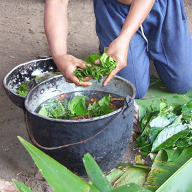 Nápoj ayahuasca se v Amazonii těší veliké úctě. Je považován za posvátný.

