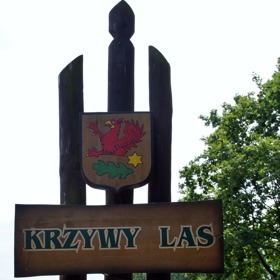 Křivý les můžeme najít poblíž polského města Gryfino.