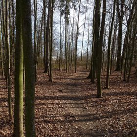 Branišovský les se rozkládá mezi českobudějovickým sídlištěm Máj, čtvrtí Zavadilka a obcemi Branišov, Mokré a Třebín.