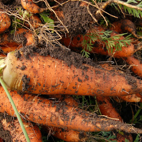 Při výběru vhodné odrůdy sáhneme po té rané. 