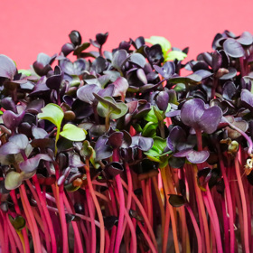 Řeřicha setá je jednou z bylinek, které si můžete na okenním parapetu pěstovat stále dokola. Tyhle rostlinky vypadají krásně v jídle i na okně a jsou plné vitamínů.
