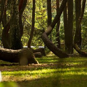 Říká se, že stromy zohýbaly německé tanky nebo to mohli být tesaři kvůli výrobě nábytku.