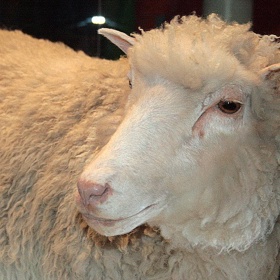 Dolly byla naklonována z buňky mléčné žlázy své matky.