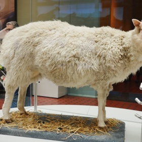 Ovce Dolly, první úspěšně klonovaný savec, má nyní svoje čestné místo ve Skotském národním muzeu.