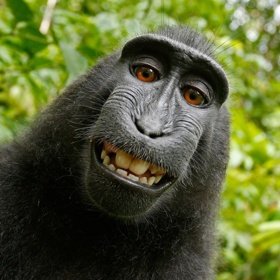 Selfie si dnes dokáže pořídit opravdu každý. Na obrázku je makak chocholatý, který využil fotoaparát Davida Slatera. Zajímavé je, že pak se dlouho vedl spor o autorství fotky...