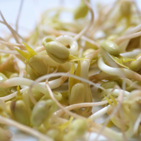 Pěstovat jako mikrozeleninu můžete řeřichu, fazole mungo, čočku, hrách, ale i kadeřávek, brokolici.