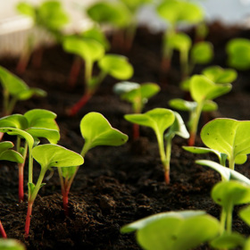 Ředkvička roste poměrně rychle...
