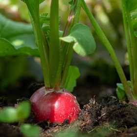 ...sklízí se již dva týdny po výsevu.
