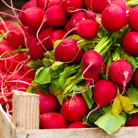 Ředkvičky se ale také dají pěstovat doma v truhlíku.