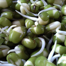 Pěstování není náročné. Stačí trocha zeminy, třeba řeřichu vypěstujete i v klíčící misce.