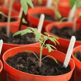 Se setím semen rajčat doma je možné začít zhruba od druhé poloviny února do první poloviny března.
