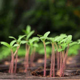 Semínka se vysévají do takzvaných sadbovačů, které mají víko s regulovatelným větráním. Když rostlinky povyrostou, je třeba víko odstranit, aby se nepolámaly a lépe zesílily.