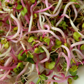 Naklíčené rostliny jsou skvělé pro posílení organismu. 