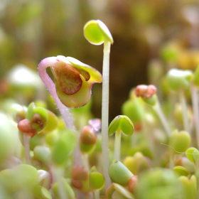 Klíčení se může stát zábavou pro děti, které rychle uvidí změny a budou mít radost z vlastních výpěstků.