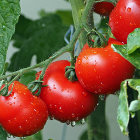 Pro dobrý růst potřebují mladé rostlinky teplo a dostatek světla. Ideální je zakrytí truhlíku sklem nebo průhlednou fólií.