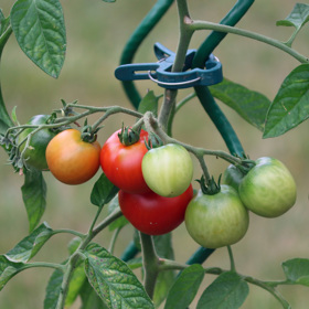 Pro lepší klíčení je vhodné dát semeno do jiffu, kokosového vlákna nebo třeba substrátu na podporu klíčení.