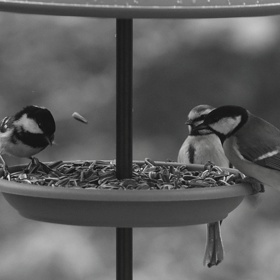 Rok 1979 nezačal právě přívětivě. Během jedné noci na některých místech klesly teploty až o 34 °C. Všechno zamrzlo a nebylo pomoci. Lidé museli počkat, až přijde obleva – a do té doby byly vyhlášeny uhelné prázdniny, které trvaly do konce ledna. O potravu bojovala také divoká zvířata...