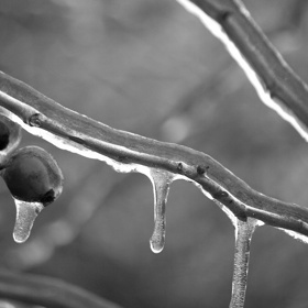Deště za teplého prosincového počasí přinesly vydatnou vlhkost do vzduchu a do půdy. To všechno ale přes noc jako mávnutím Mrazíkovy berly zmrzlo...